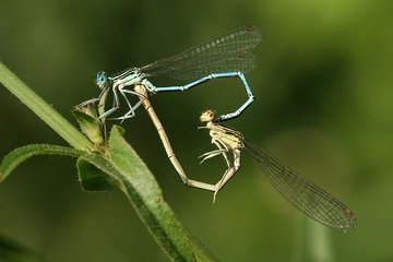 Dragonfly Sex